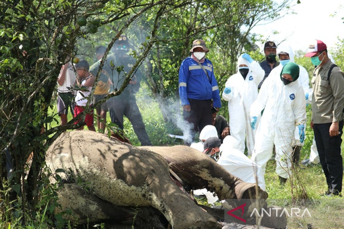 Dua ekor gajah mati di Langkat ditemukan BBKSDA Sumatera Utara