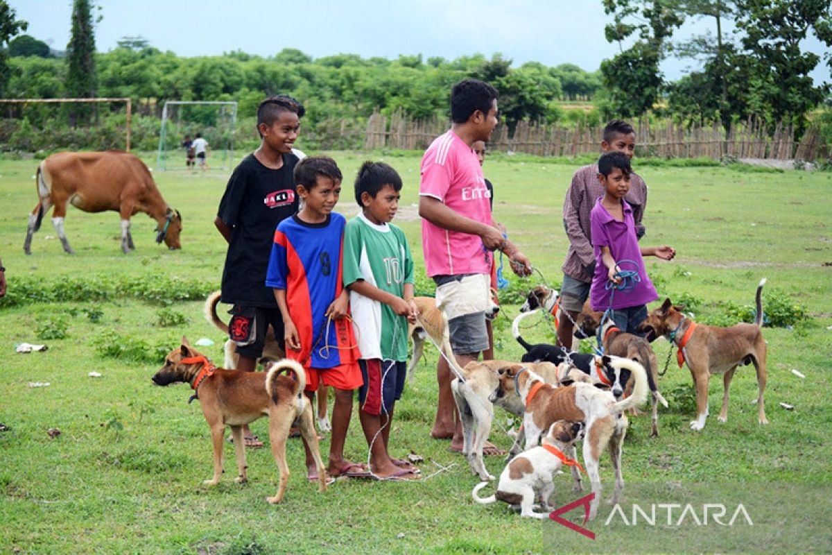 Pemerintah perkuat pengendalian rabies di Sumbawa jelang MXGP