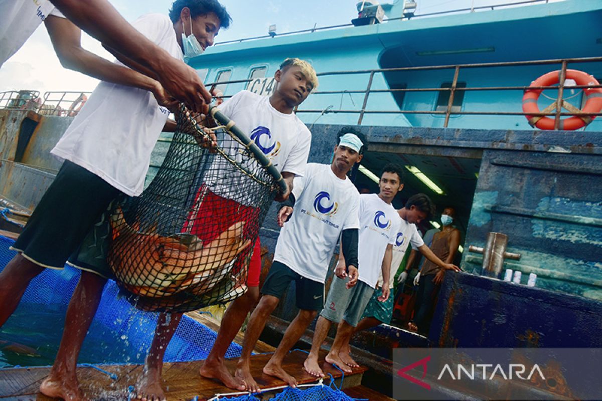 KKP bikin terobosan percepat ekspor ikan keramba jaring apung di Ambon