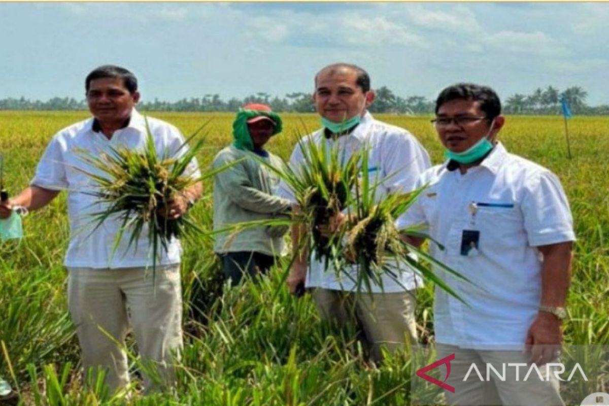 BULOG Sumut sudah beli 1.071 ton beras petani