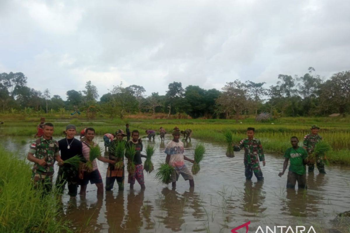 Satgas TNI 123/RW bantu masyarakat tanam padi di perbatasan RI-PNG