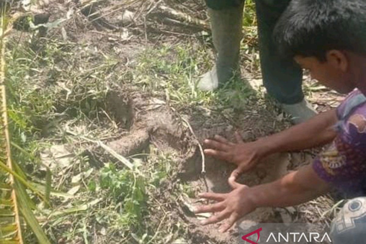 Dua gajah liar rusak kebun warga di Indragiri Hulu