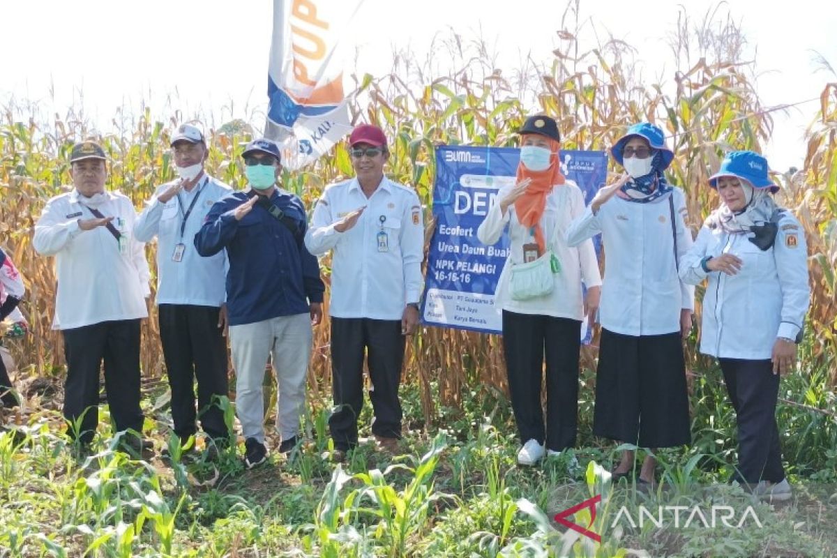 Demplot PKT tingkatkan hasil jagung Banjarbaru Kalsel hingga 63 Persen