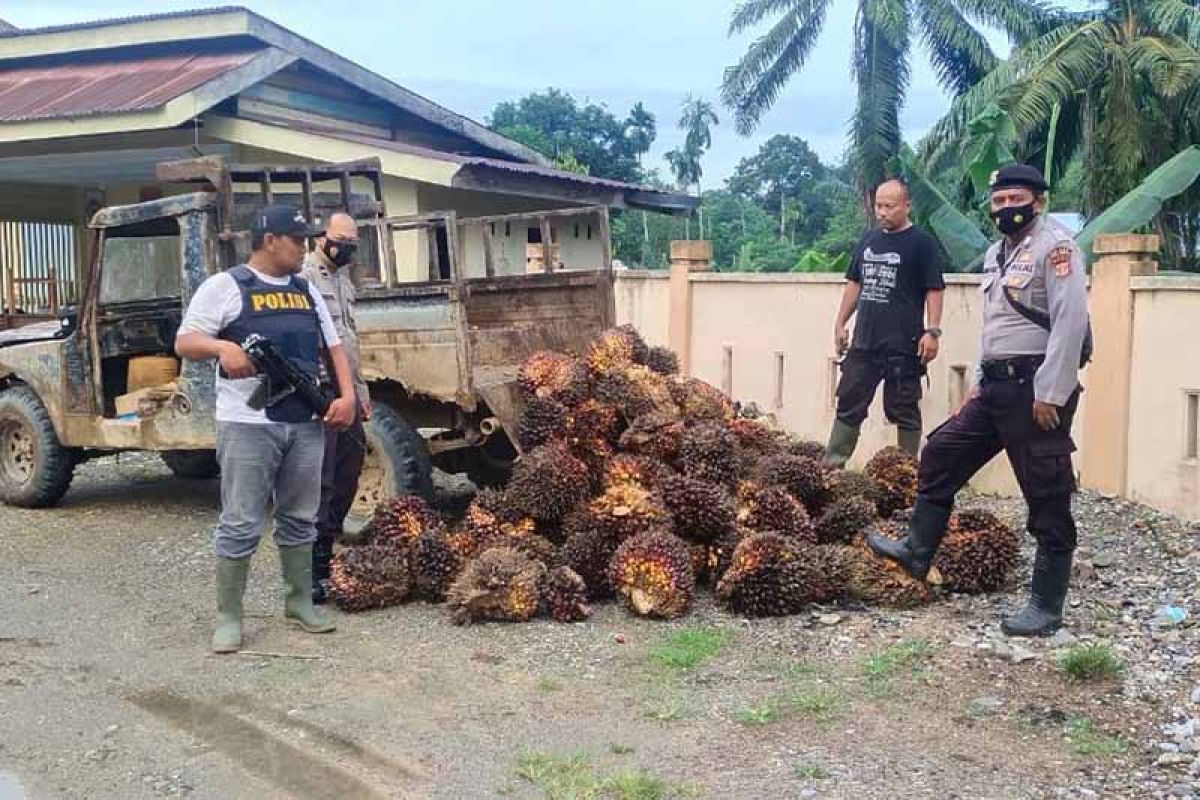 Polisi tangkap dua pencuri sawit di Aceh Tamiang