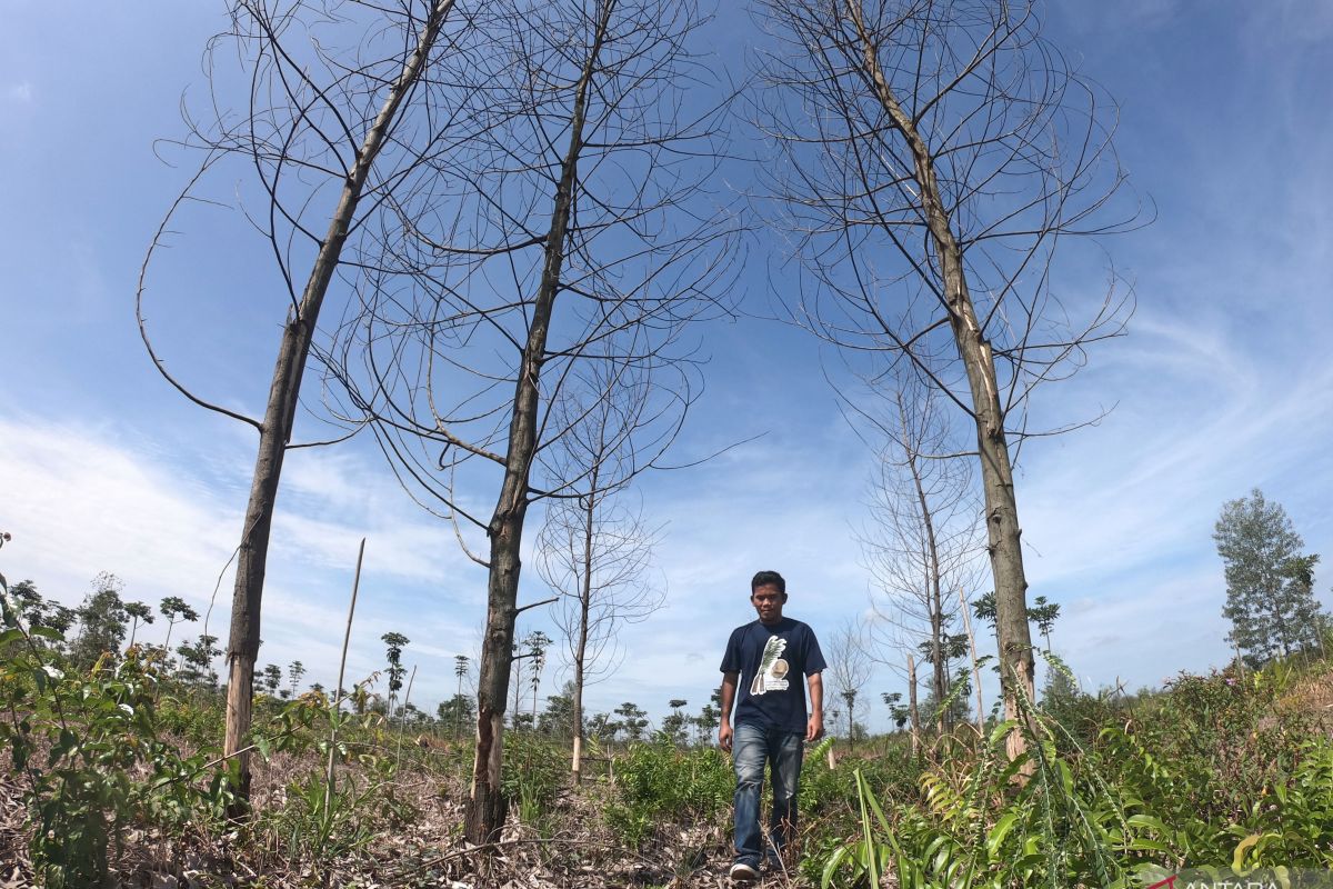 Walhi: 60 persen hutan Jambi alami kerusakan akbat perambahan liar