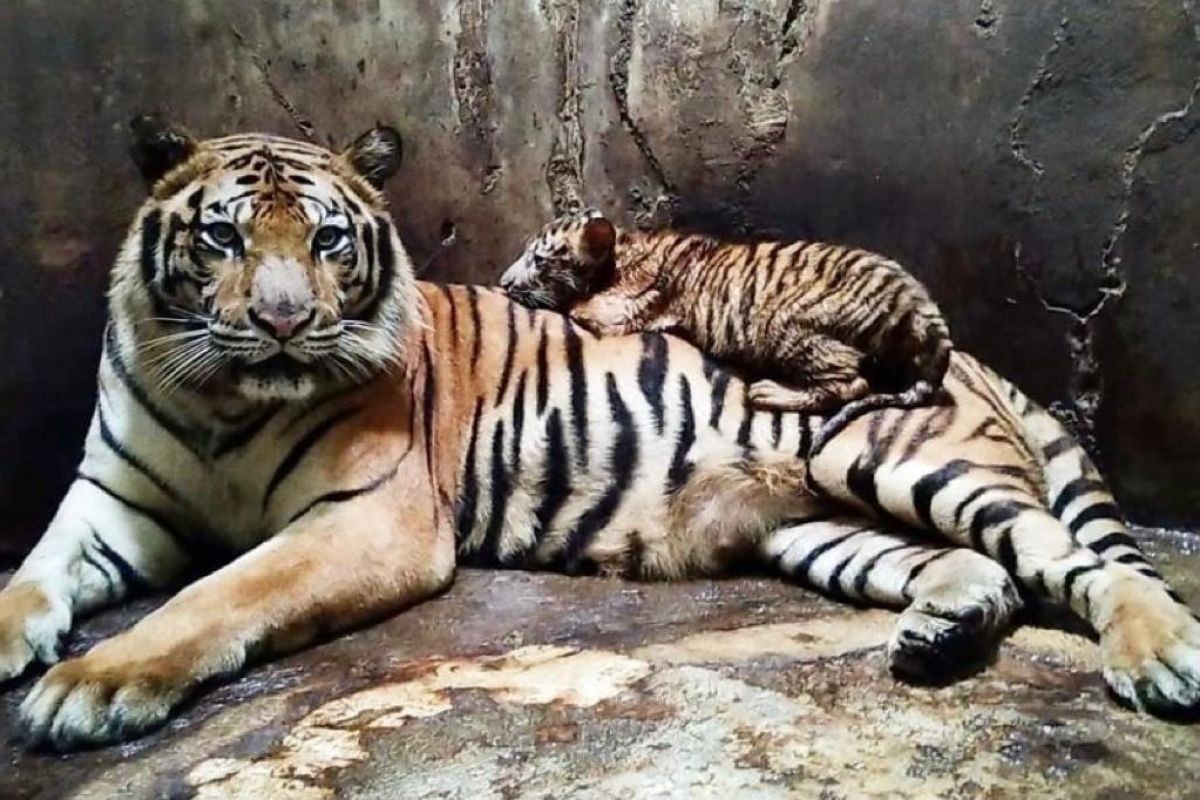 Serulingmas Zoo tutup sementara setelah karyawan tewas diserang harimau