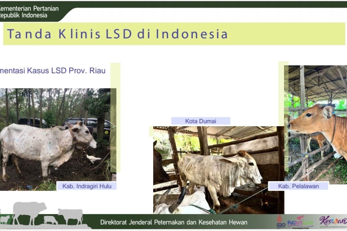 Kementan sediakan 476 ribu vaksin untuk wabah LSD sapi di Sumatera