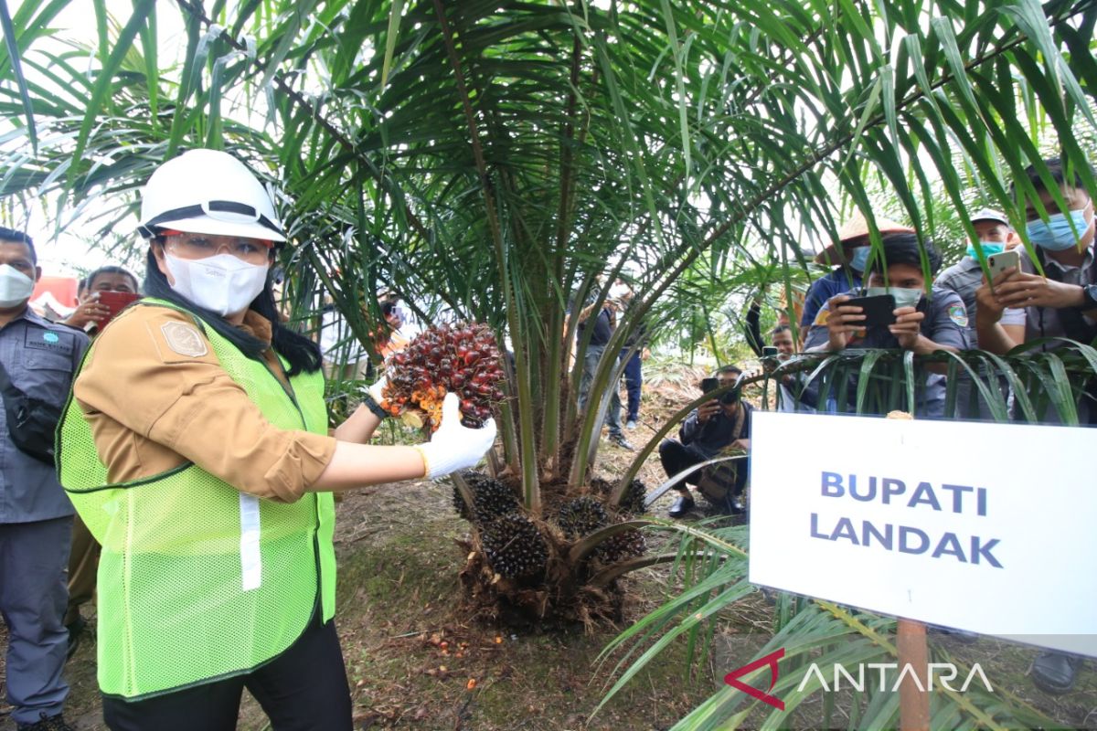 Bupati Landak panen perdana sawit dari program PSR di Amboyo Utraera