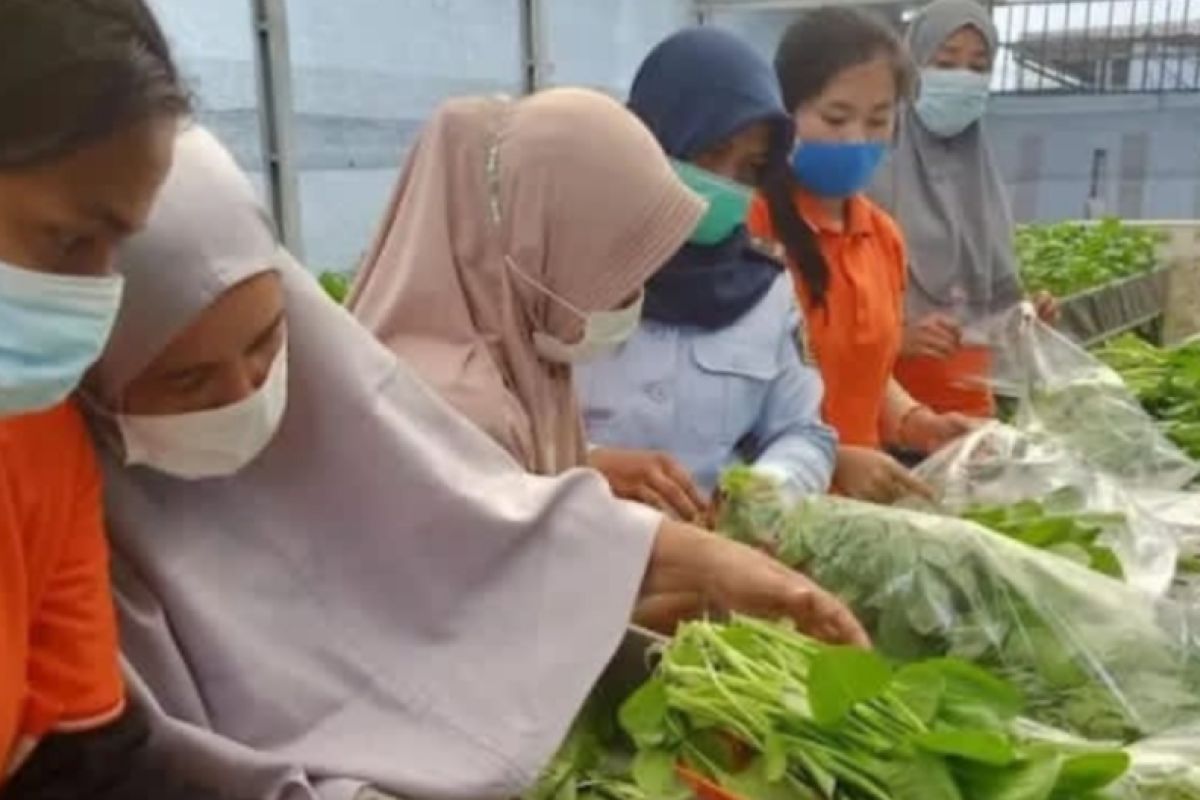 Pertamina bantu warga binaan Lapas Palembang usaha sayuran hidroponik