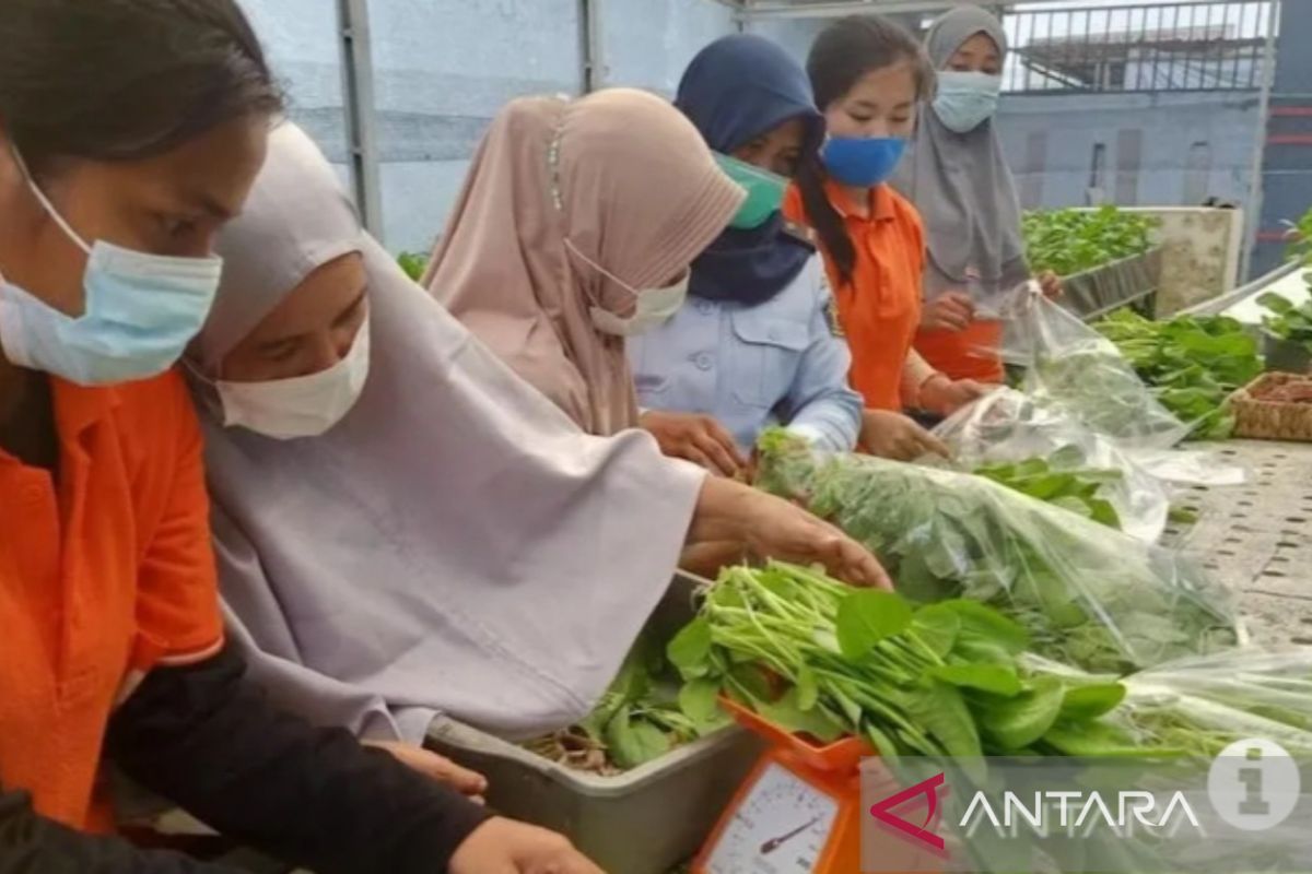 Pertamina bantu warga binaan Lapas Palembang usaha sayuran hidroponik