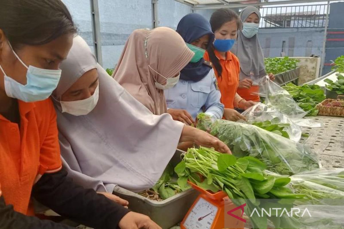 Pertamina bantu warga binaan Lapas Palembang usaha sayuran hidroponik