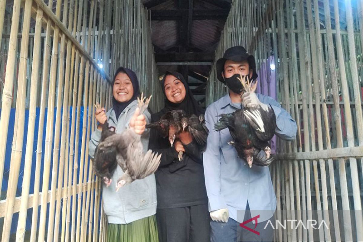 Produktif di bulan Ramadhan, mahasiswa Polbangtan Kementan raup untung dari budidaya ayam kampung