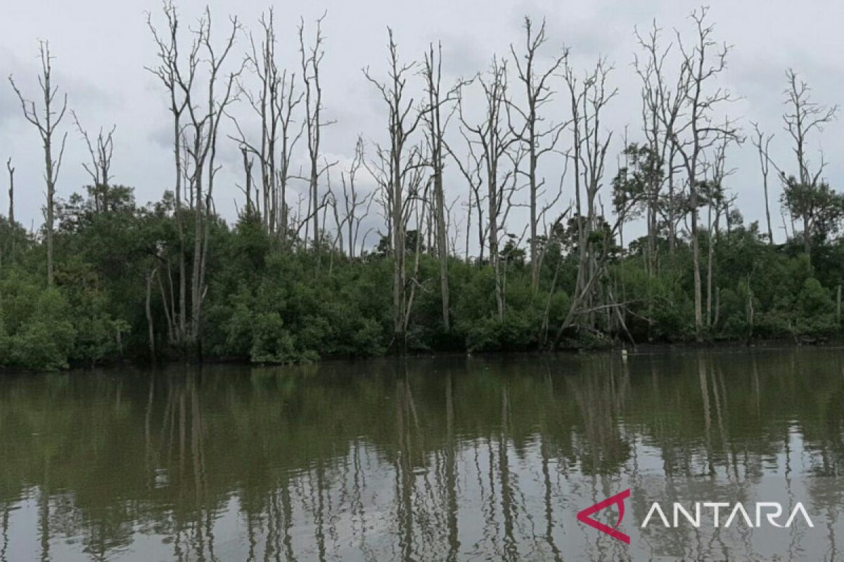 Peneliti BRIN  khawatirkan habitat bekantan di Teluk Balikpapan