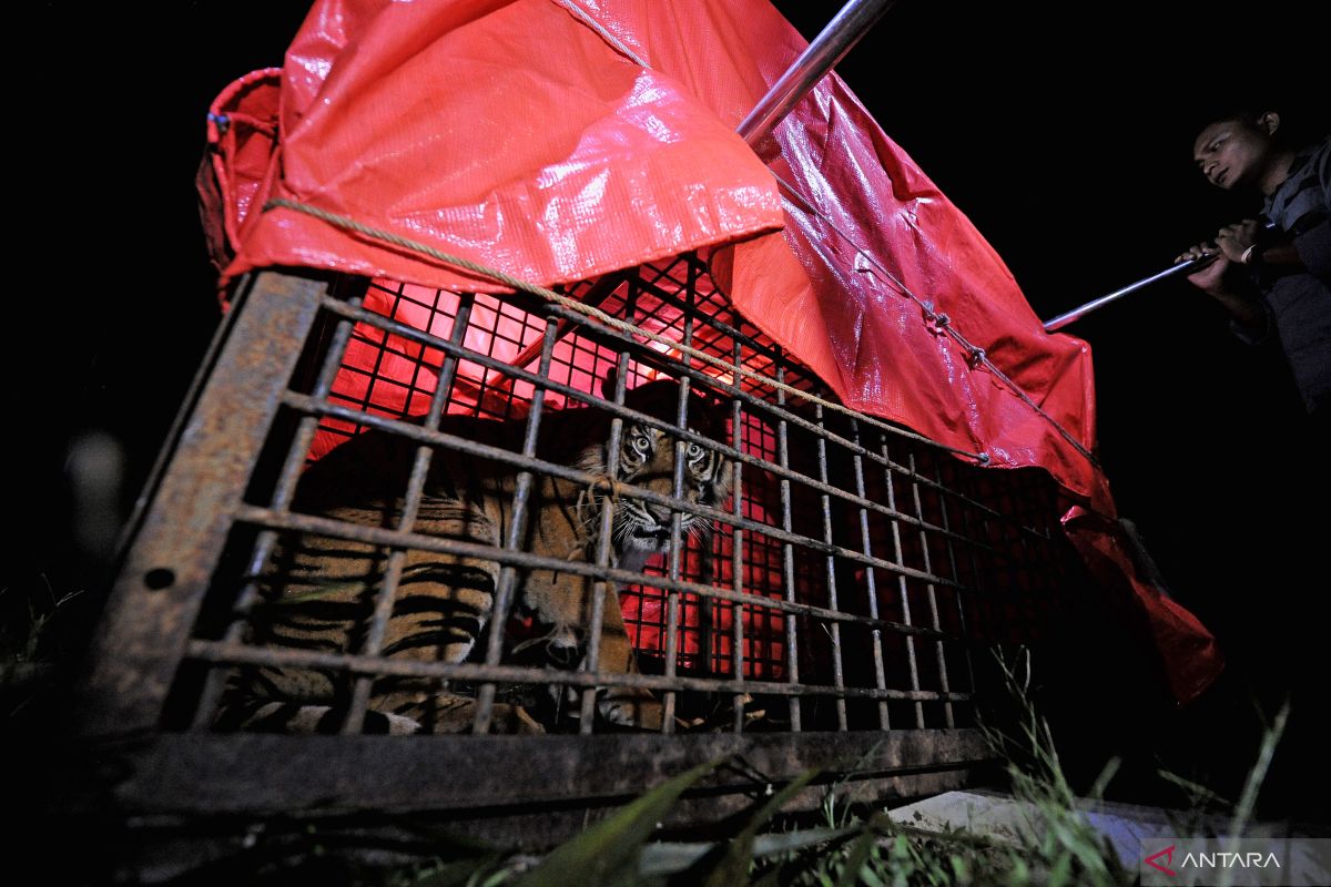 Harimau Sumatera yang masuk perangkap BKSDA Jambi siap dilepasliarkan