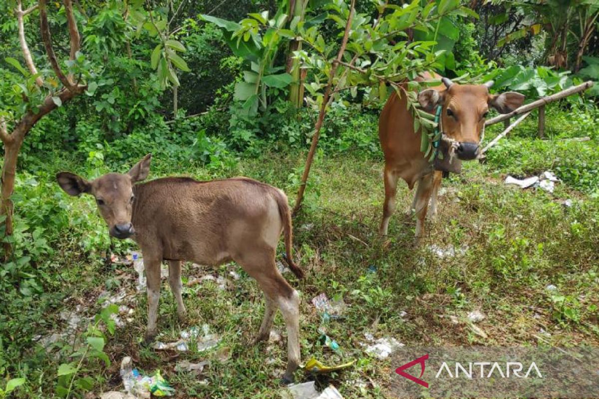 Pencuri sapi sembunyi di hutan Sekotong, dua pelaku ditangkap