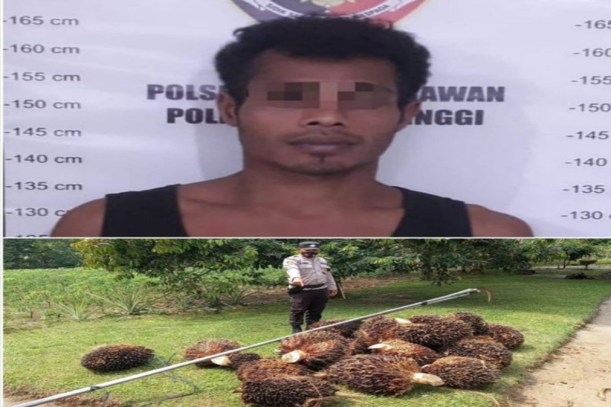 Ngegrek sawit milik PTPN IV, Kibo ditangkap petugas
