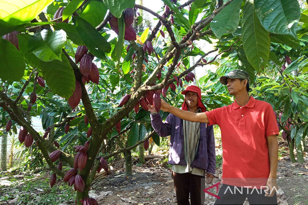 Pemkab Aceh Tamiang ajak petani kembangkan kakao