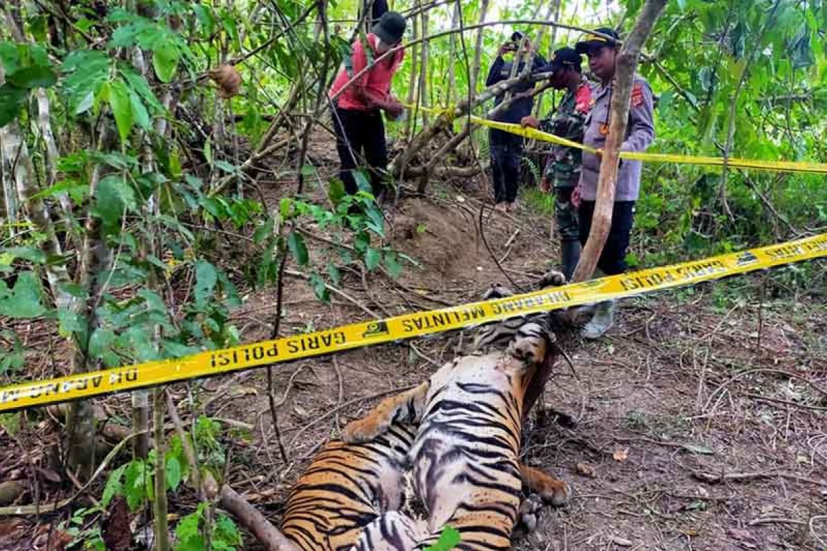 Dua harimau sumatra ditemukan mati di Aceh Timur