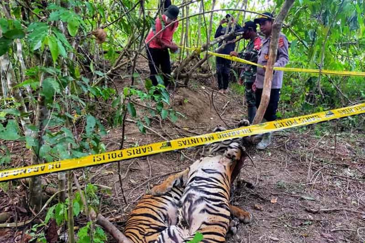 Dua harimau sumatra ditemukan mati dengan kaki terjerat kawat di Aceh Timur