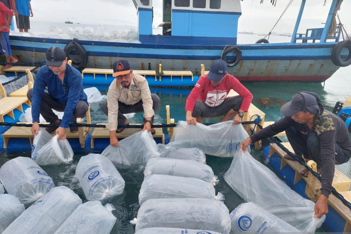 Nelayan di Kabupaten Serang terima bantuan 12 Ribu Benih Ikan Bawal