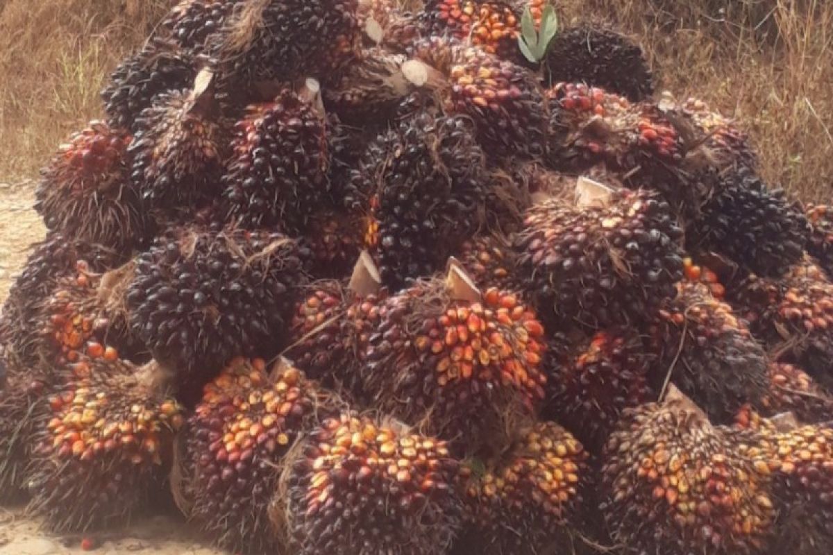 Harga TBS kelapa sawit di Kabupaten Ladang Lawas anjlok