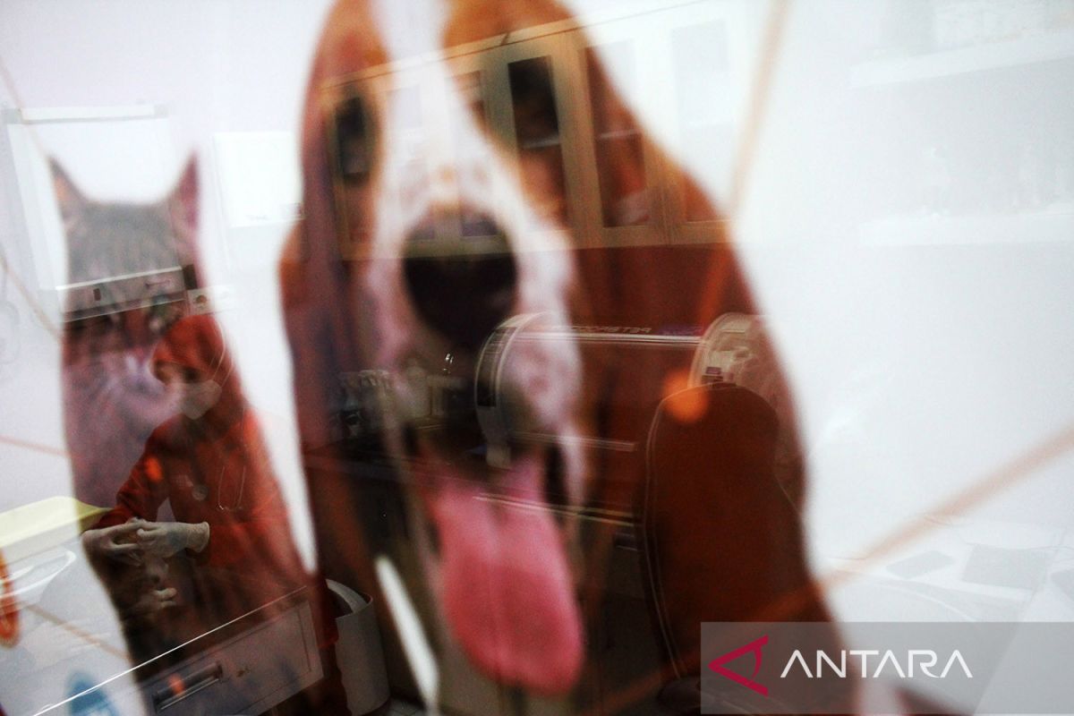 Makanan yang sebaiknya tak diberi pada kucing & anjing