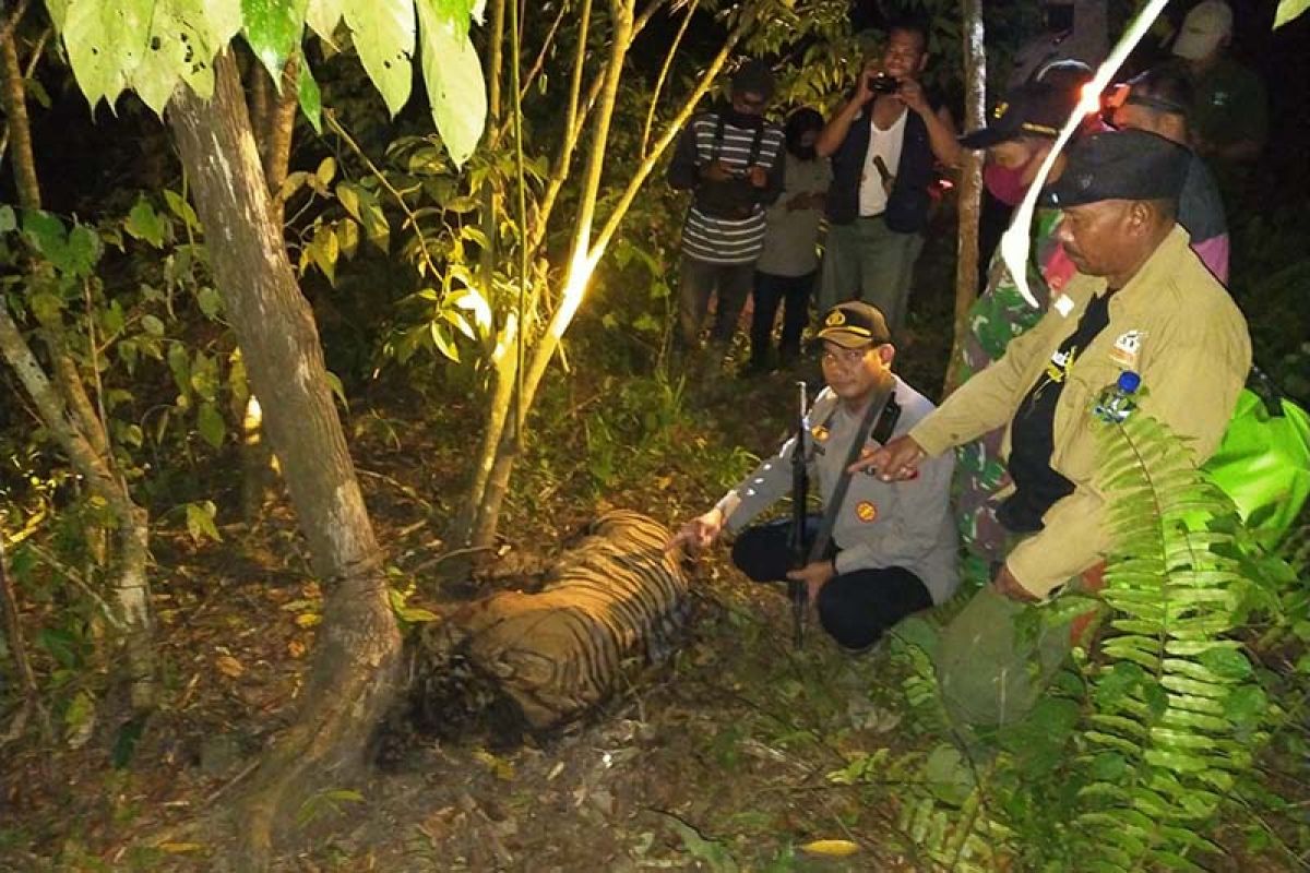 Satu harimau sumatra ditemukan mati di Aceh Timur