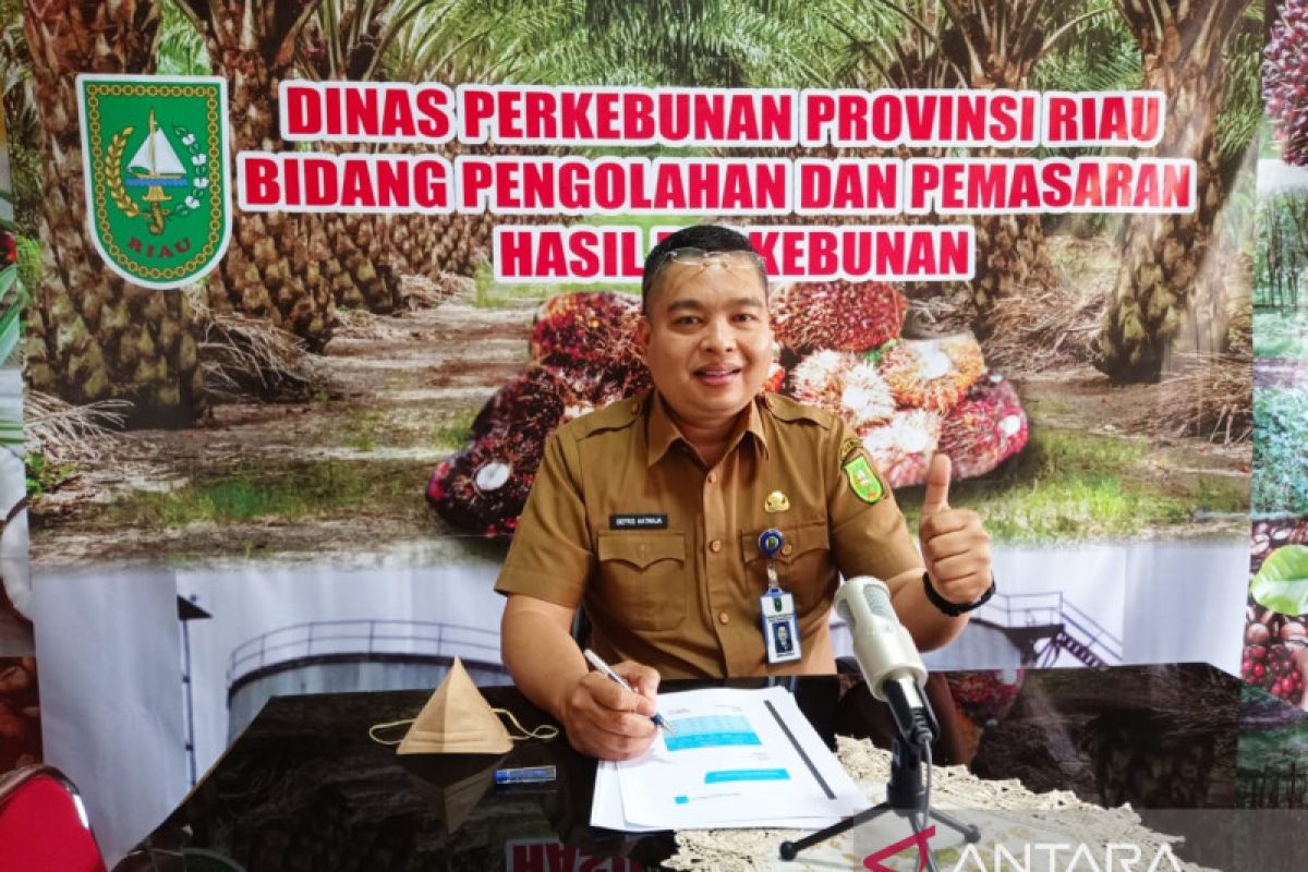 Harga sawit Riau naik menjadi Rp3.919,87/kg, dipicu kebijakan larangan ekspor