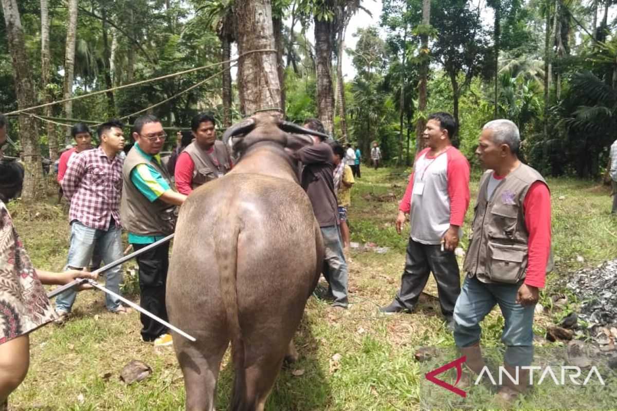 Pemkab Padang Pariaman telah bentuk tim pengawas ternak lebaran