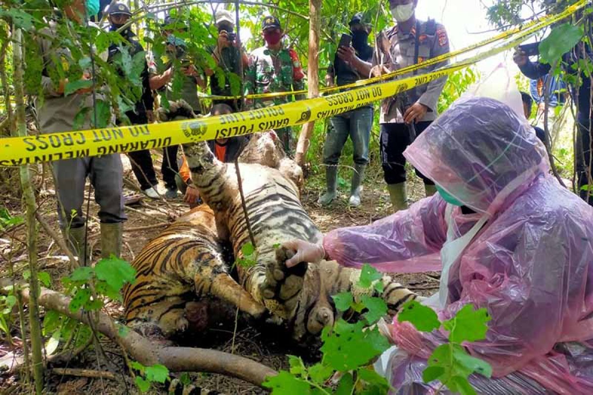 BKSDA nekropsi bangkai harimau. Ini penyebab kematiannya