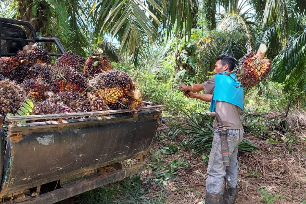 SPKS Paser sebut turunya harga TBS akibat ulah spekulan