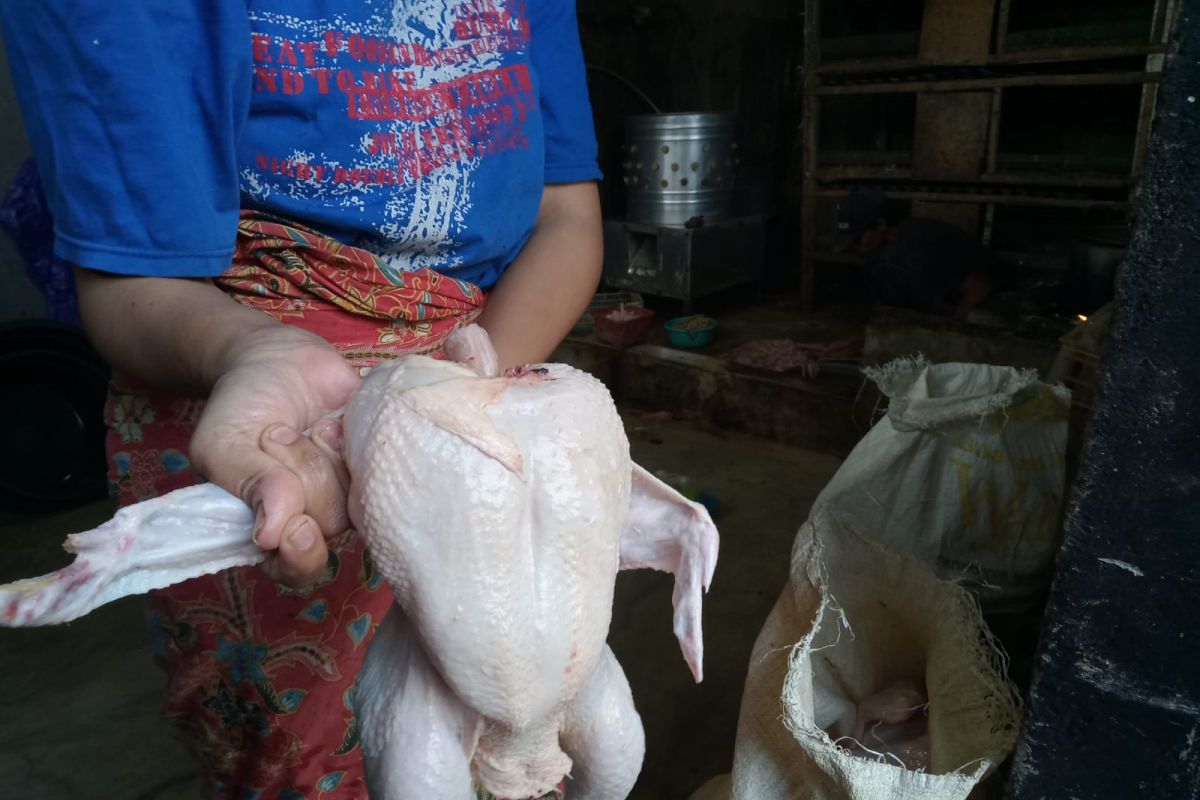 Distan Mataram mendatangkan 70 ton daging ayam beku stabilkan harga
