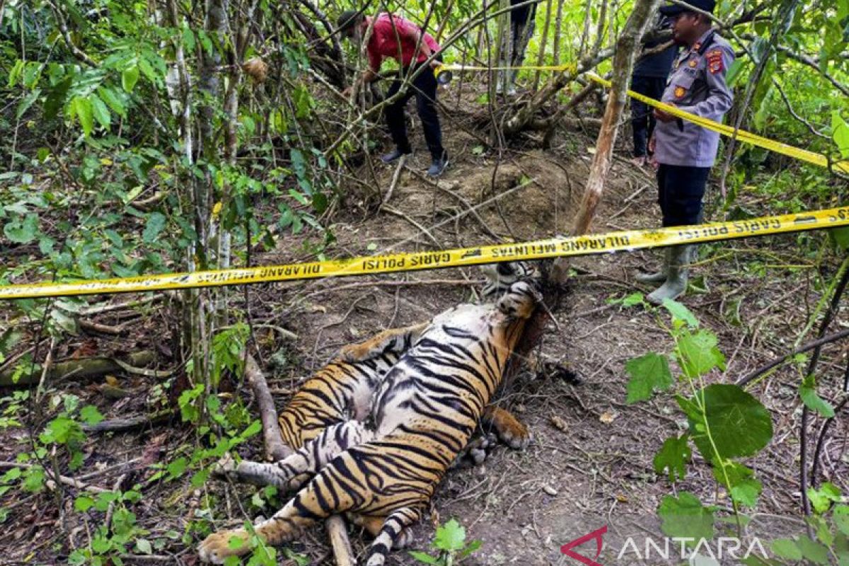 Aktivis lingkungan minta polisi tangkap pelaku matinya harimau di Aceh