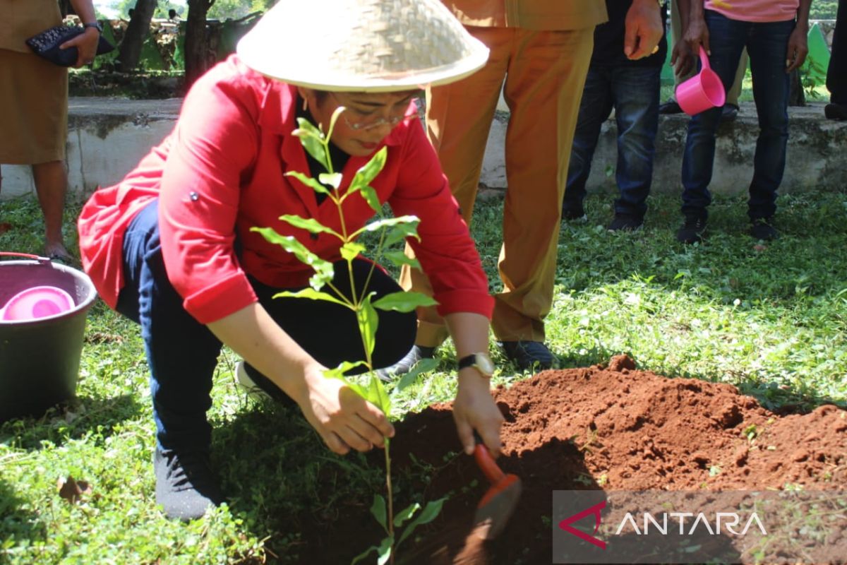 Mercy Barends bantu revitalisasi tanaman pala dan cengkeh di MBD