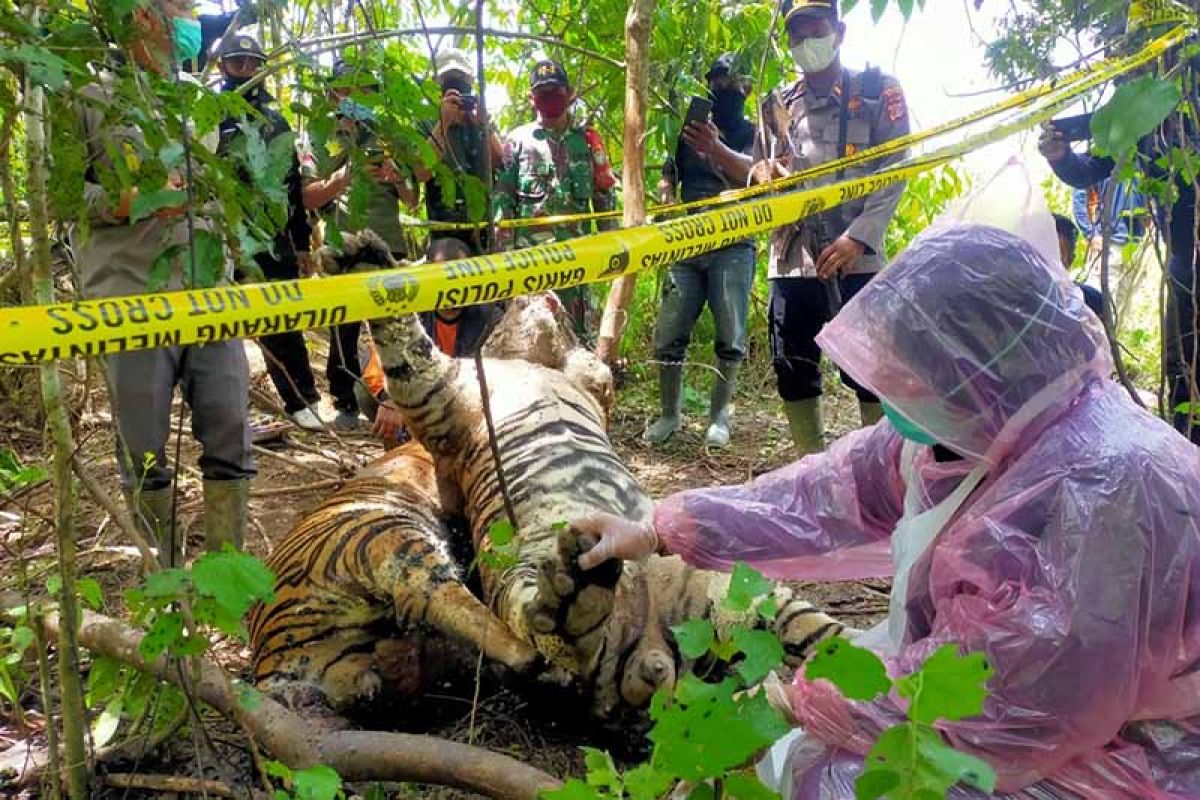 Polisi periksa 12 saksi terkait kematian tiga harimau di Aceh