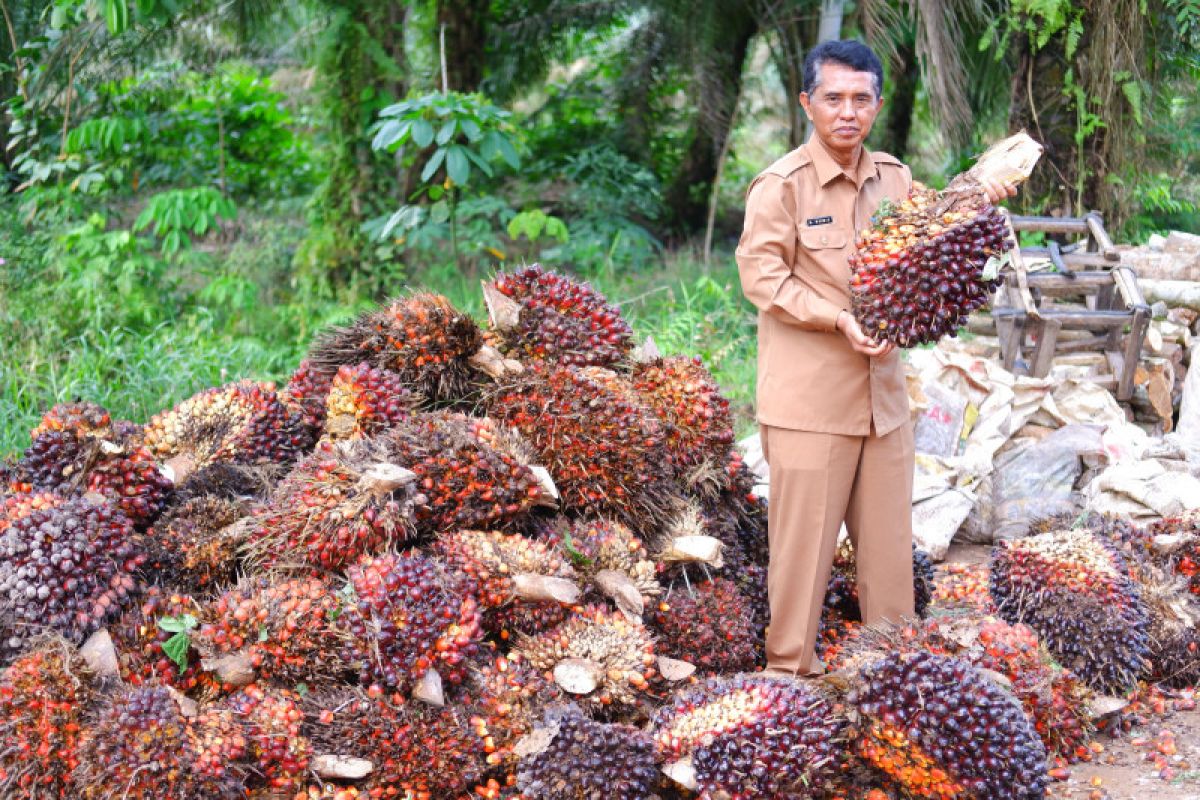 Harga TBS sawit di Kalbar periode II April 2022 capai Rp3.825,03 per kilogram