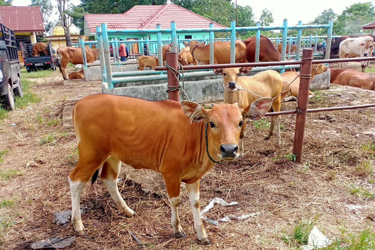 Harga sapi dan kerbau di pasar ternak Muarabulian mengalami kenaikan