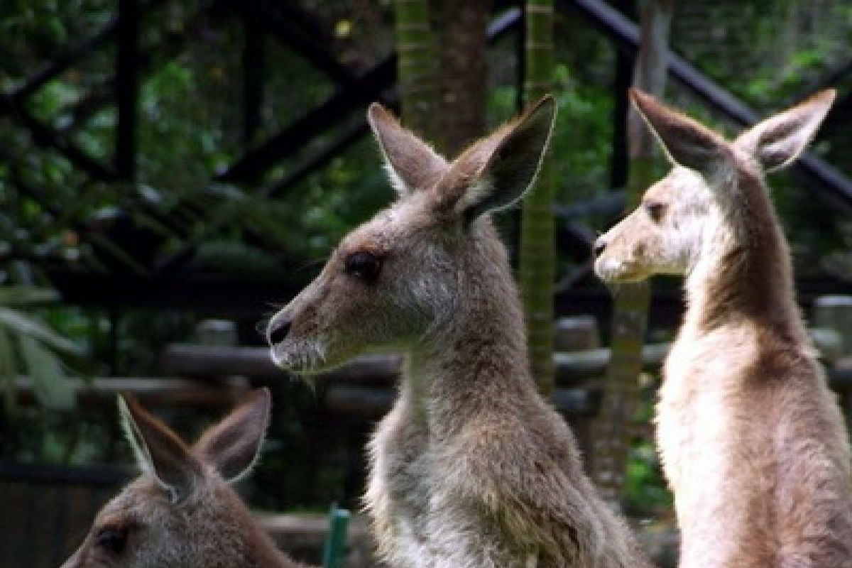 Ngeri!  Seekor kanguru serang perempuan di Australia