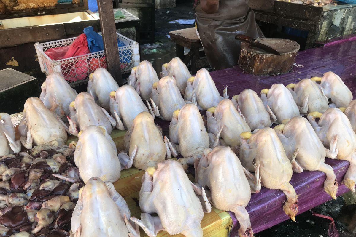 Harga ayam kampung naik 112 persen di Ambon jelang Lebaran