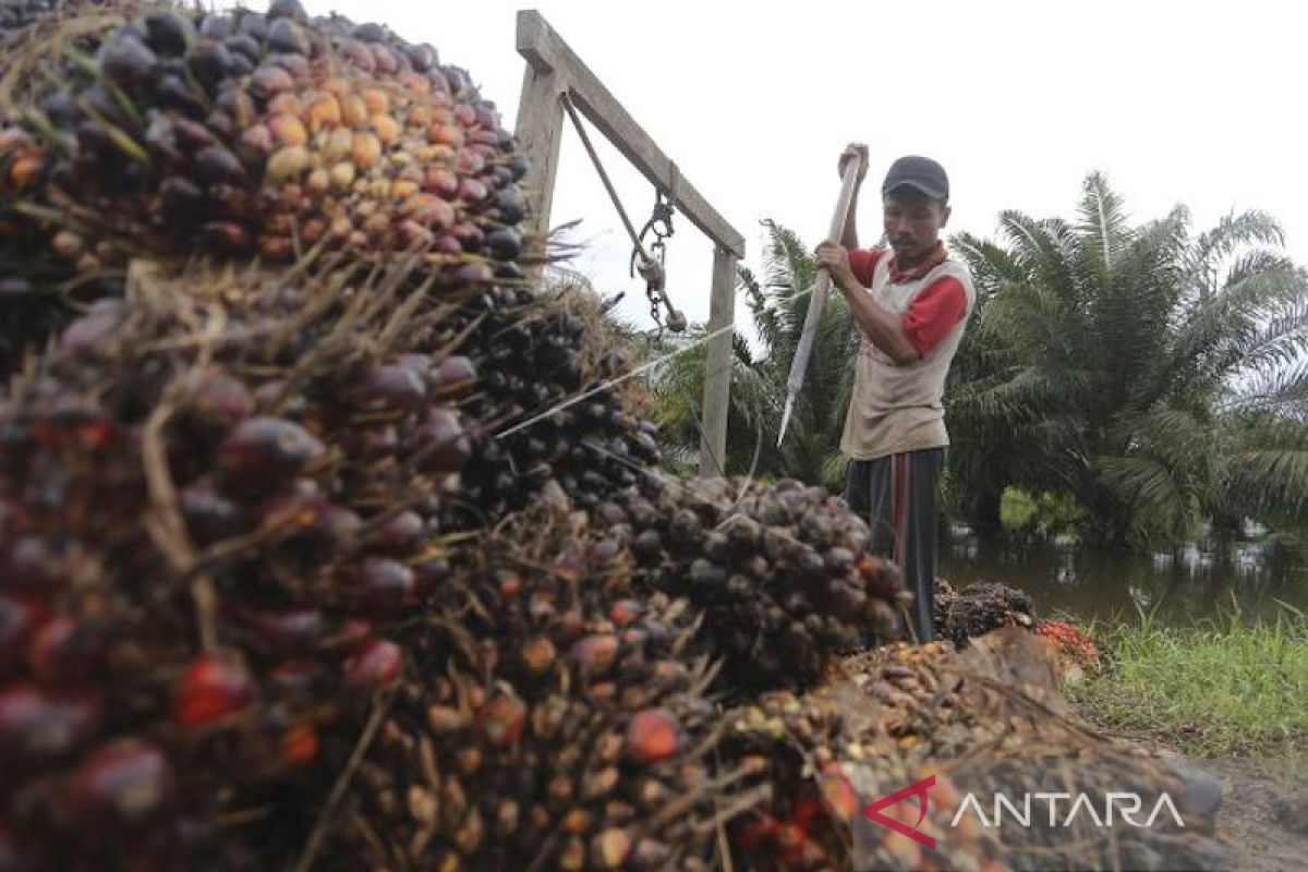 Perbankan di Sumsel salurkan KUR petani sawit