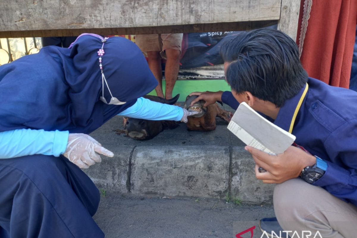 Distan Mukomuko pastikan kesehatan daging jelang Lebaran