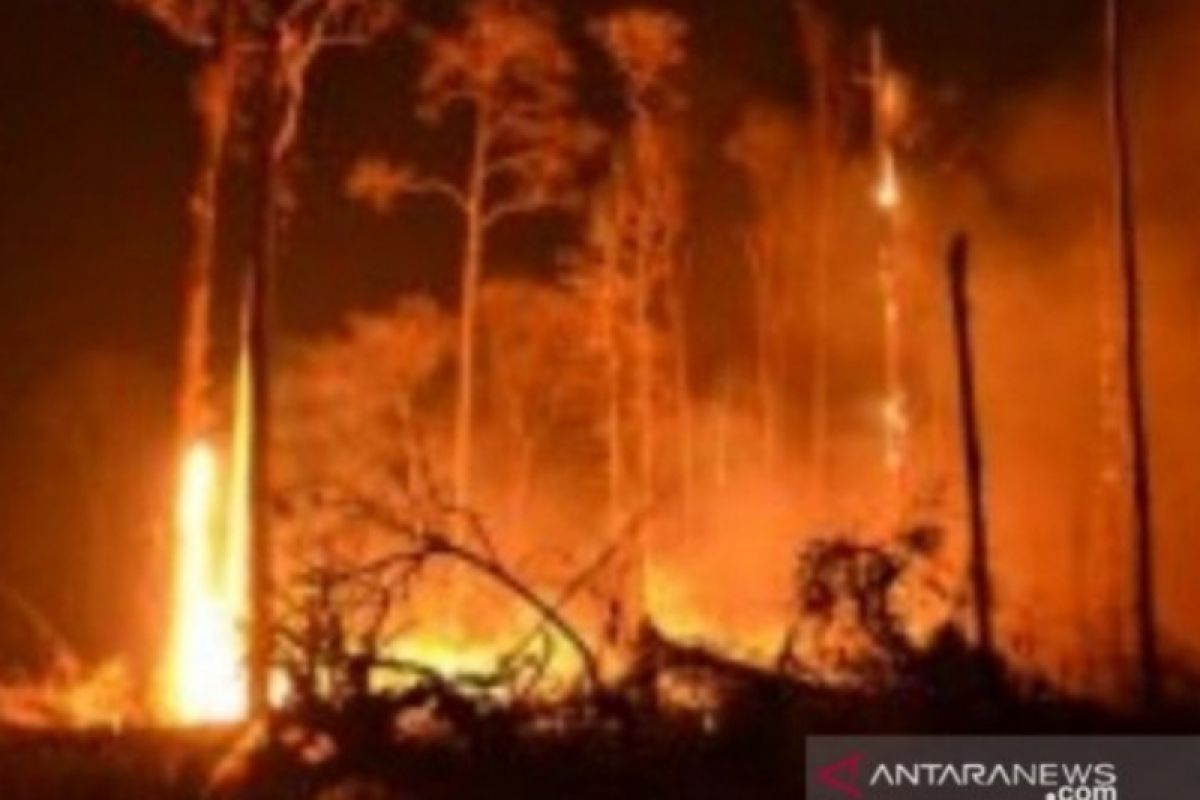 BMKG issues early warning for forest, land fires in NTT