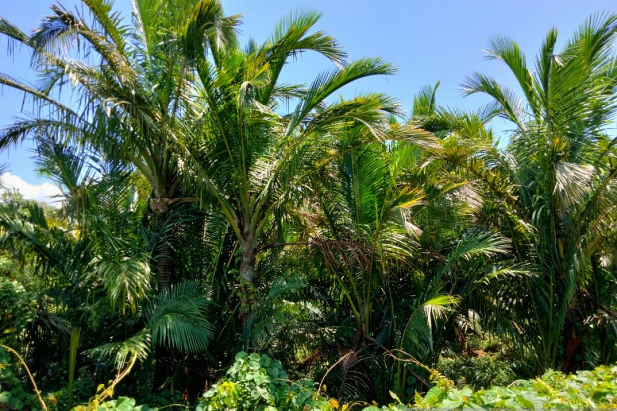 Warga Malaukarta Sorong andalkan sagu jadi makanan pokok
