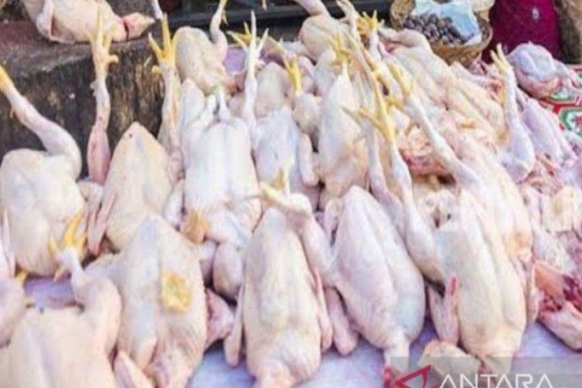 Harga  daging ayam ras di Deliserdang naik Rp3.000 per kg