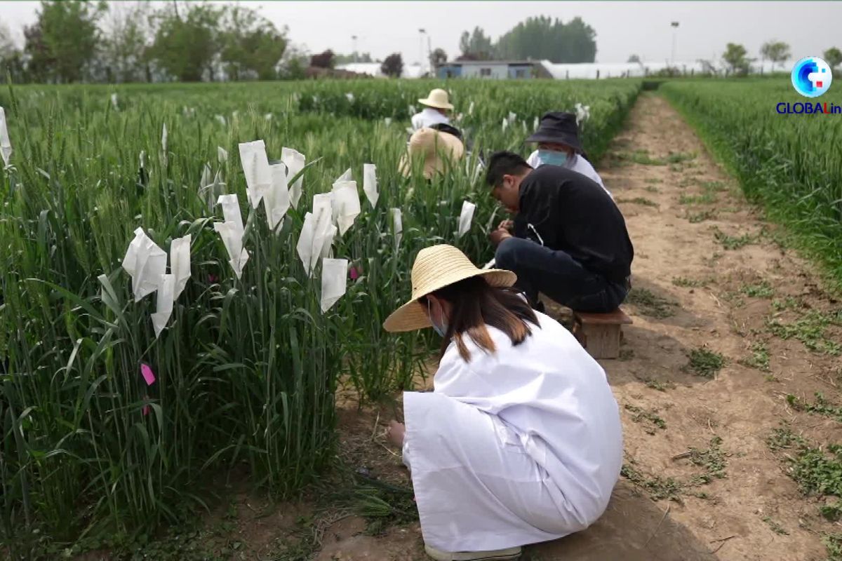 Kaum muda China berhasil budidayakan pemuliaan gandum hibrida di Xi'an