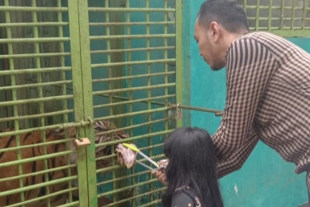 Pengunjung Medan Zoo bisa memberi makan harimau benggala