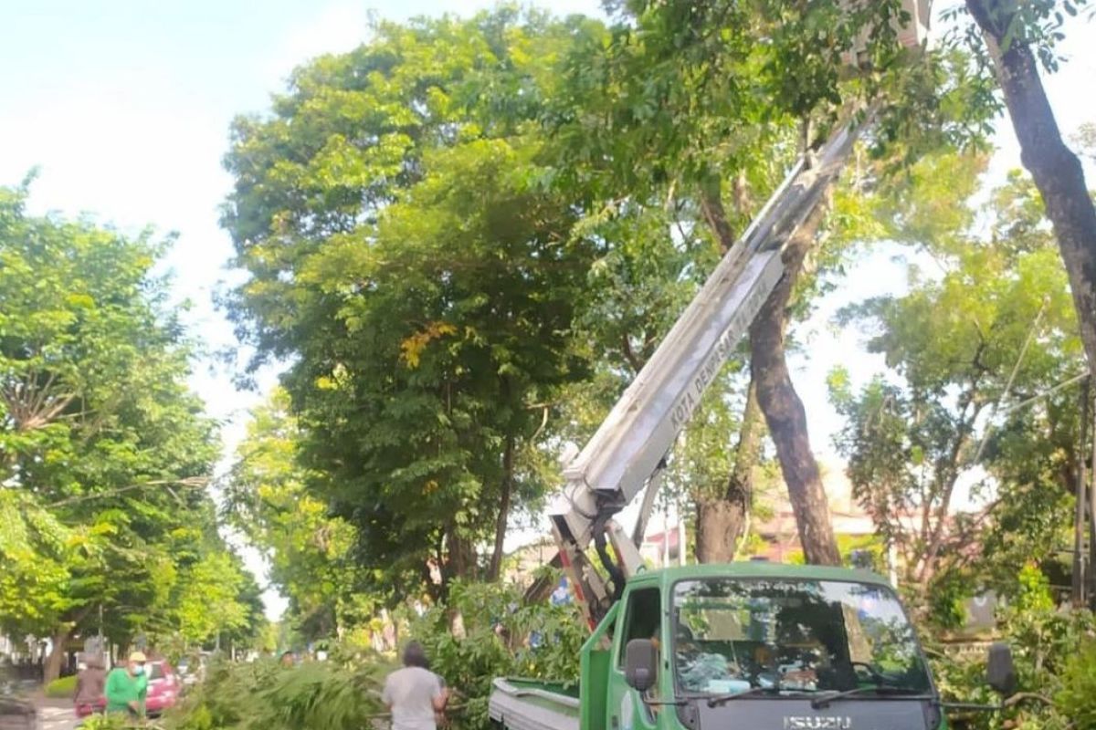 DLHK Denpasar lakukan perompesan antisipasi pohon tumbang