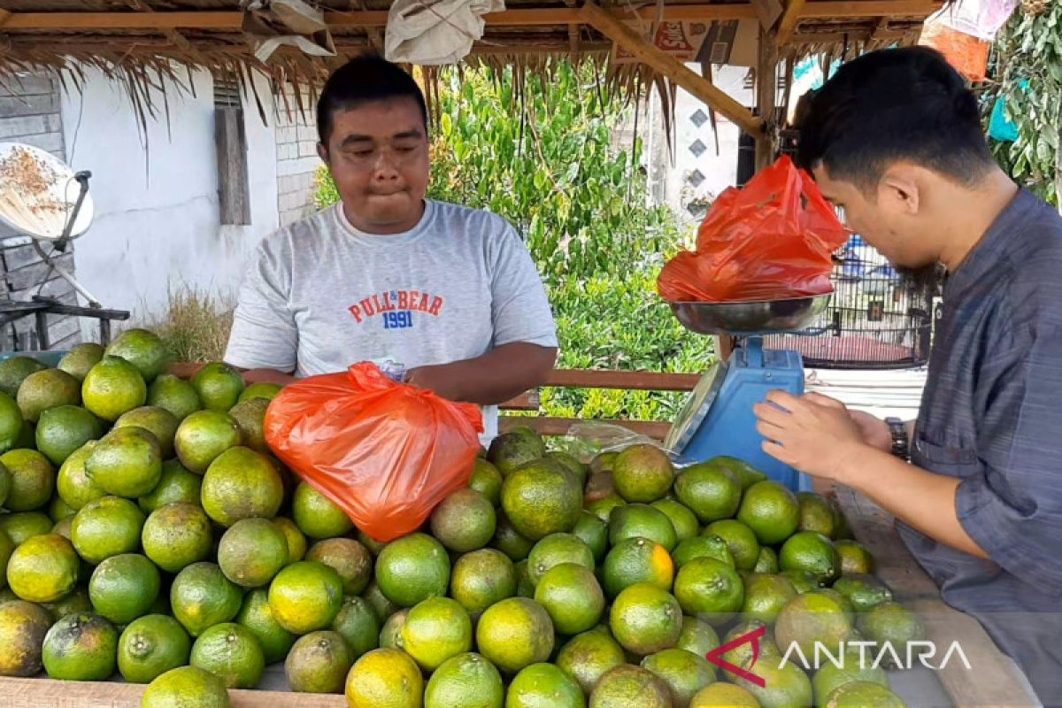 Penjual jeruk madu susu di Sambas panen untung saat Idul Fitri