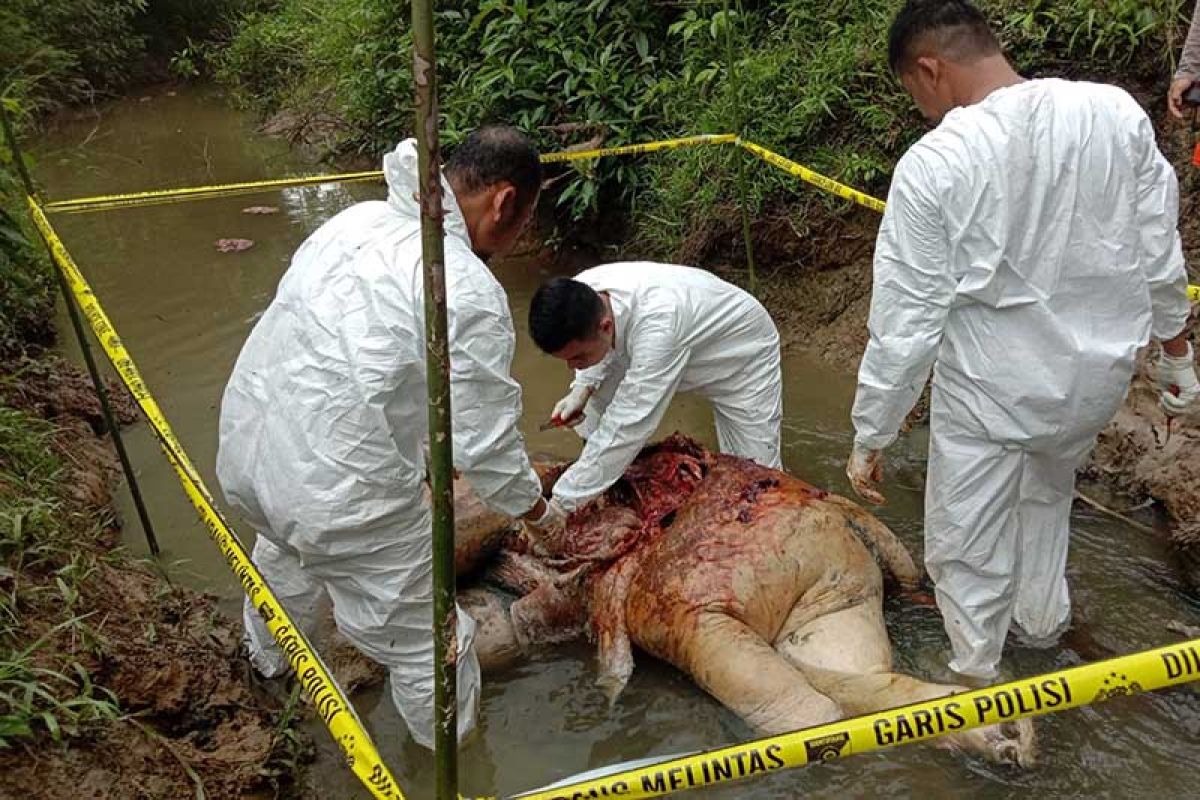 Gajah Sumatera ditemukan mati di kawasan hutan Aceh Tenggara
