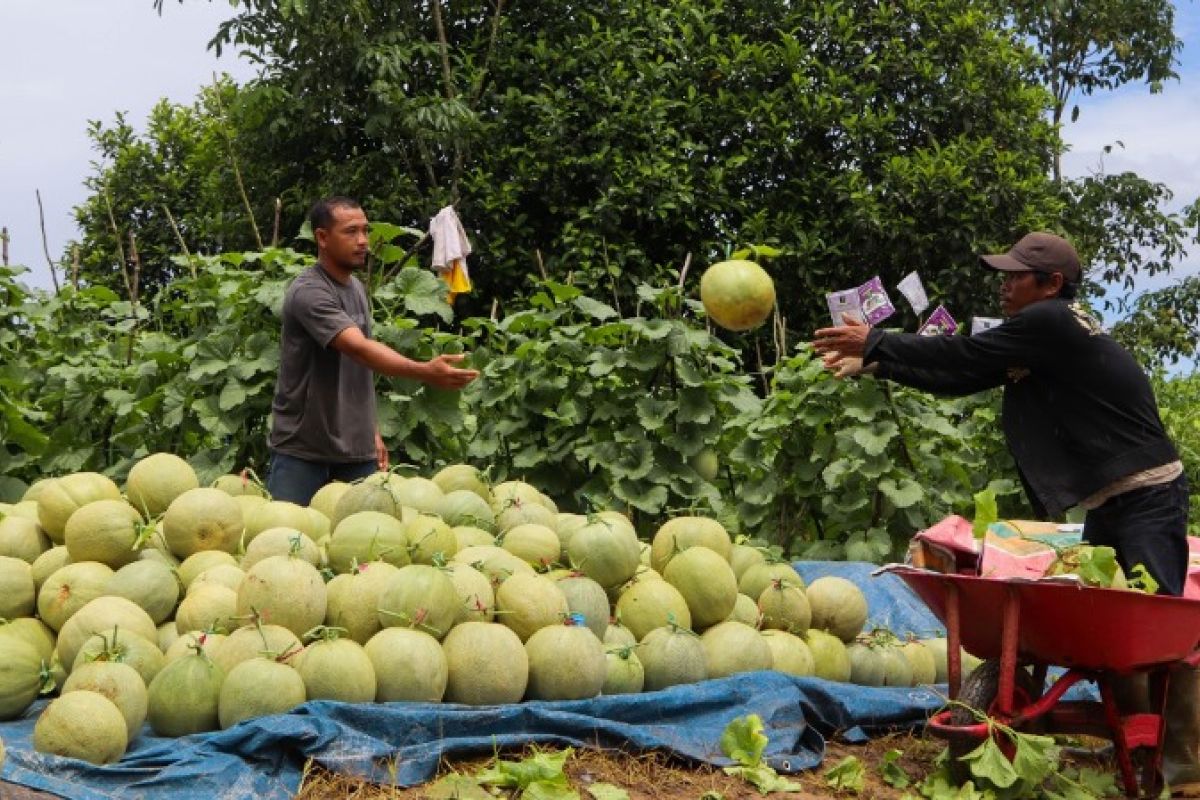 Program Kementan, petani millenial Pelaihari sukses kembangkan budidaya melon